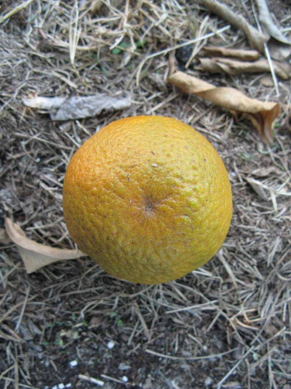              Fruit (Winter Haven, FL)       